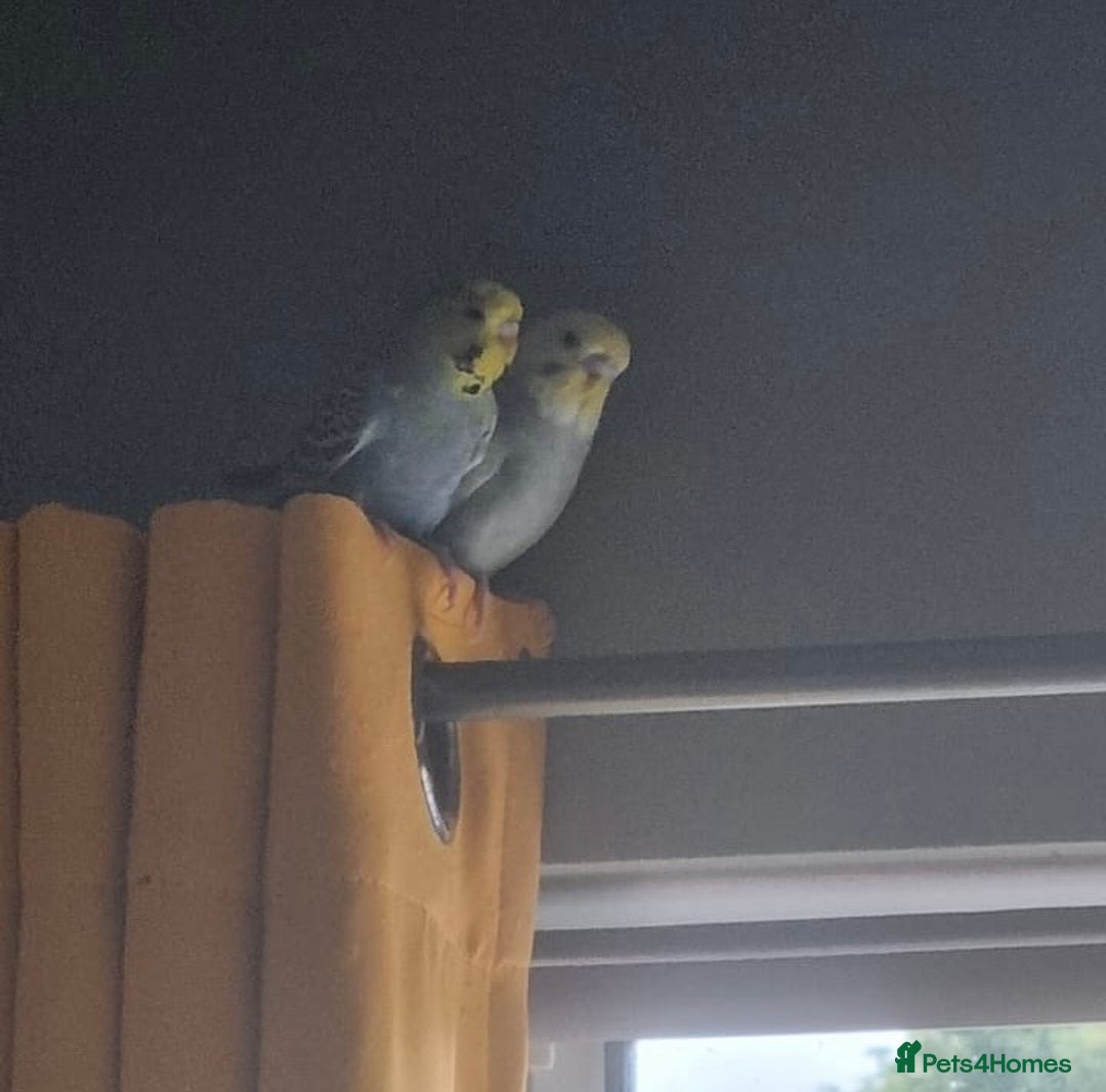 Budgerigars birds for sale: 2 Budgies, cage, stand and accessories  - Image 2