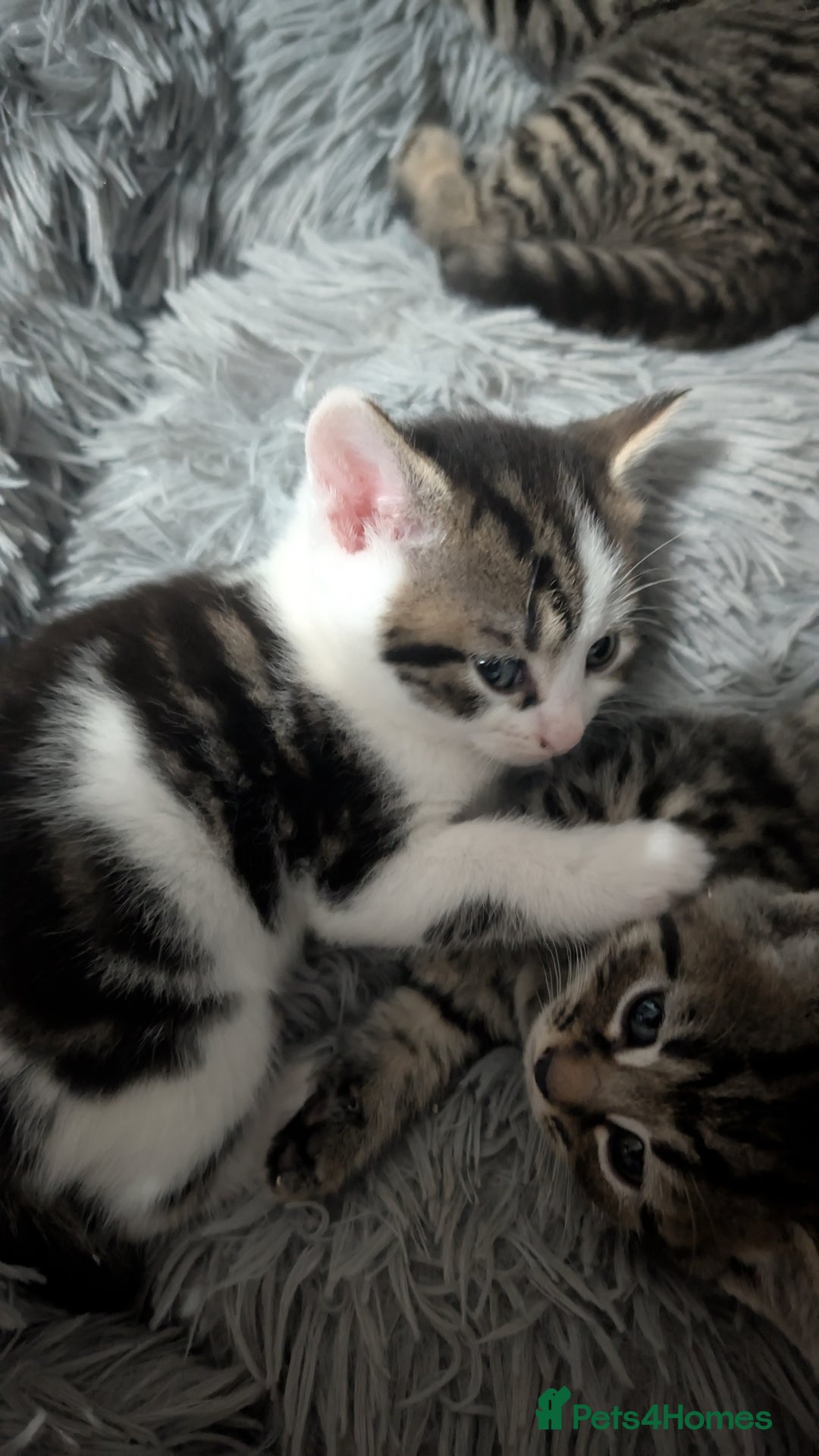 Mixed Breed cats for sale: Beautiful British Shorthair cross kittens  - Image 3