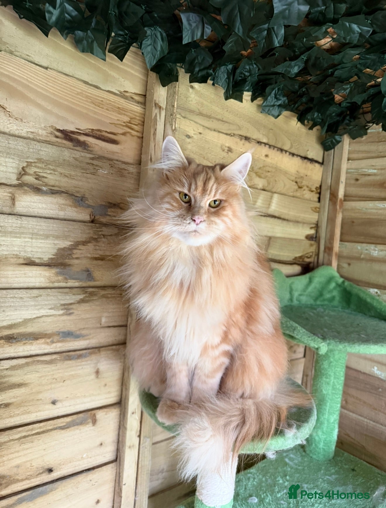 Maine Coon cats Beautiful Maine coon active girl  - Advert 1