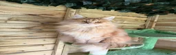 Maine Coon cats for sale: Beautiful Maine coon active girl  - Advert 1