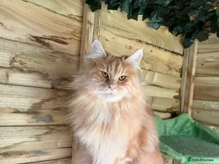 Maine Coon cats Beautiful Maine coon active girl - Advert 1