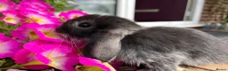 Mini Lop rabbits for sale: 6 mini lop babies RTL 10th September - Advert 6