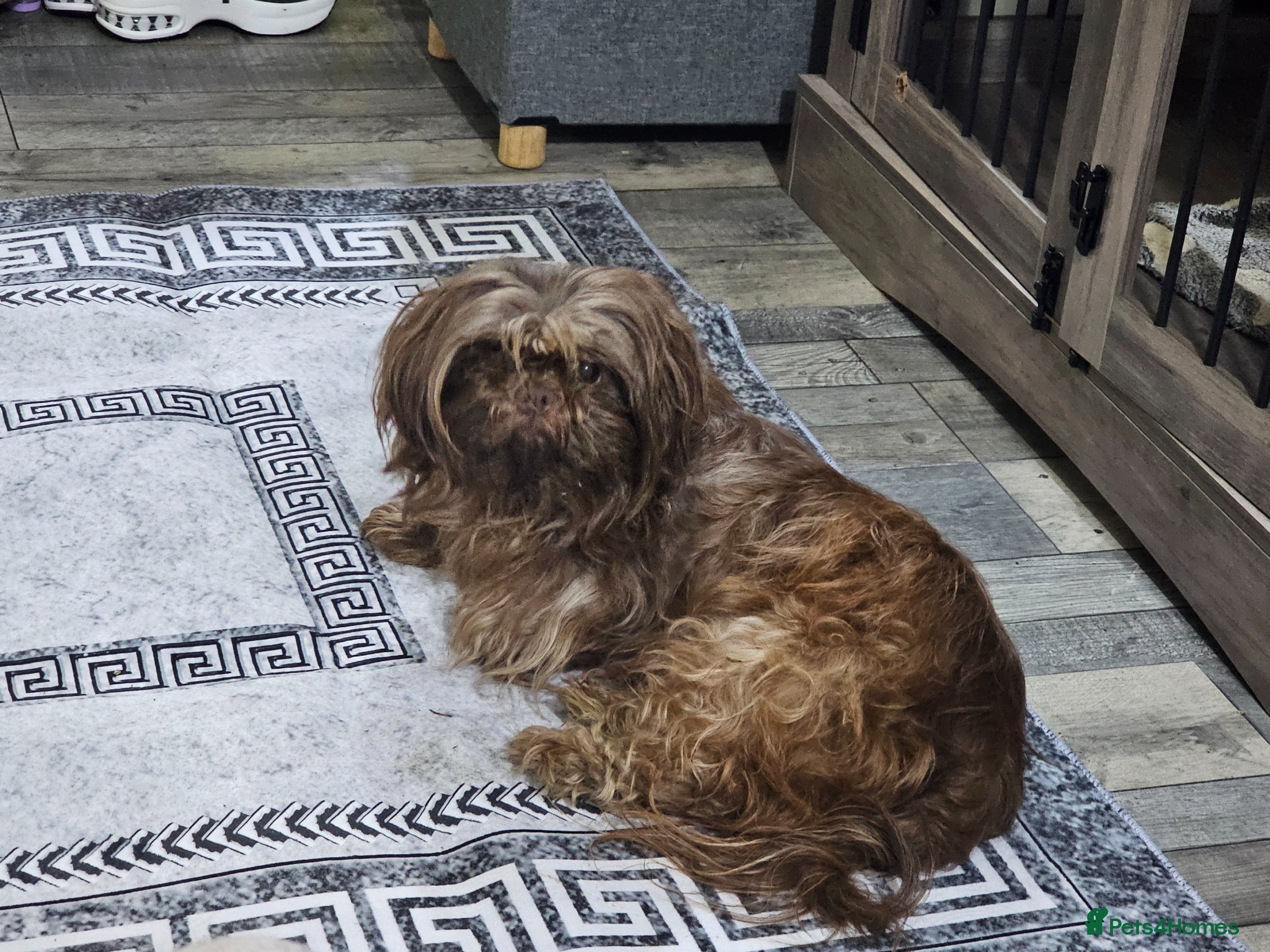Shih Tzu dogs for sale: Choc Liver Shih Tzu puppies - Advert 26