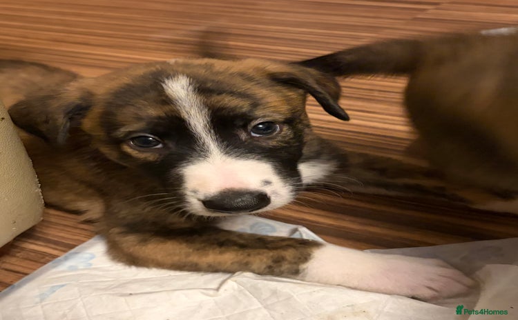 Mixed Breed dogs 8 beautiful pups for sale - Advert 4