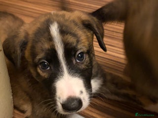 Mixed Breed dogs 8 beautiful pups for sale - Advert 1