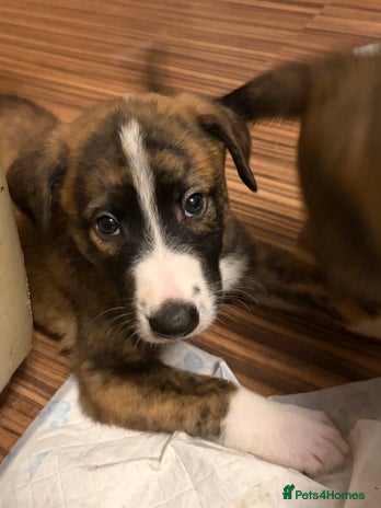 Mixed Breed dogs 8 beautiful pups for sale - Advert 4