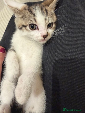 Domestic Shorthair cats - Advert 1