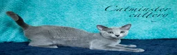 Russian Blue cats for sale: Purebred Russian blue kittens  - Advert 13
