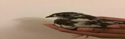 Quail poultry for sale: 6 Japanese Coturnix Quail x6 (2 Males & 4 Females) - Advert 12