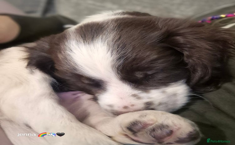 Sprocker dogs - Advert 2