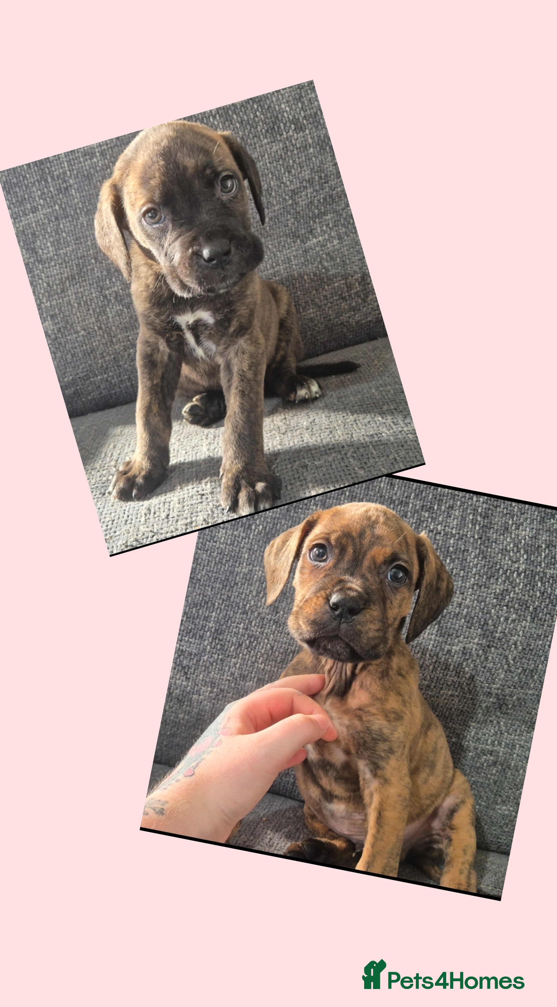 Mixed Breed dogs Two left! Mastiff cross Puppys looking for home  - Advert 8