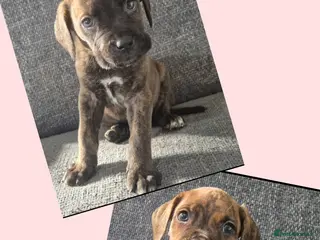 Mixed Breed dogs Two left! Mastiff cross Puppys looking for home - Advert 8