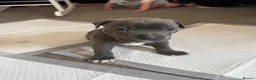 Staffordshire Bull Terrier dogs for sale: Beautiful staffy pups  - Advert 5