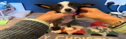 Chinese Crested dogs for sale: Chinese crested puppies - Advert 4