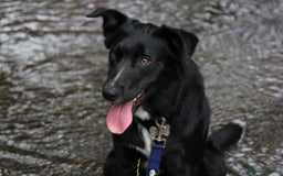 Border Collie dogs for sale: Border collie  - Image 1