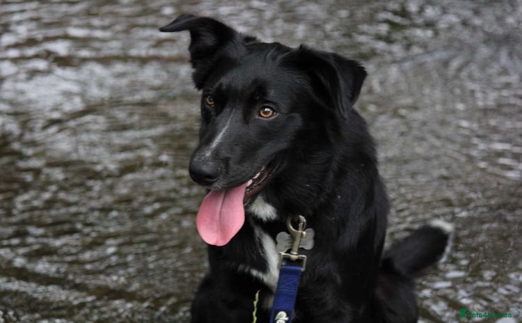 Border Collie dogs - Advert 7