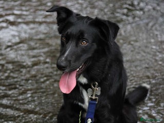 Border Collie dogs Border collie - Advert 13