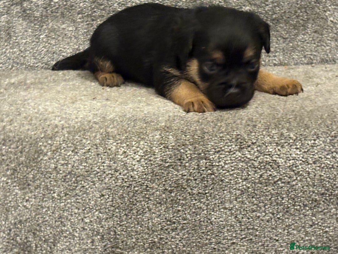 Border Terrier dogs for sale: Poppys pups! KC border terriers. Ready 4  **   - Advert 17