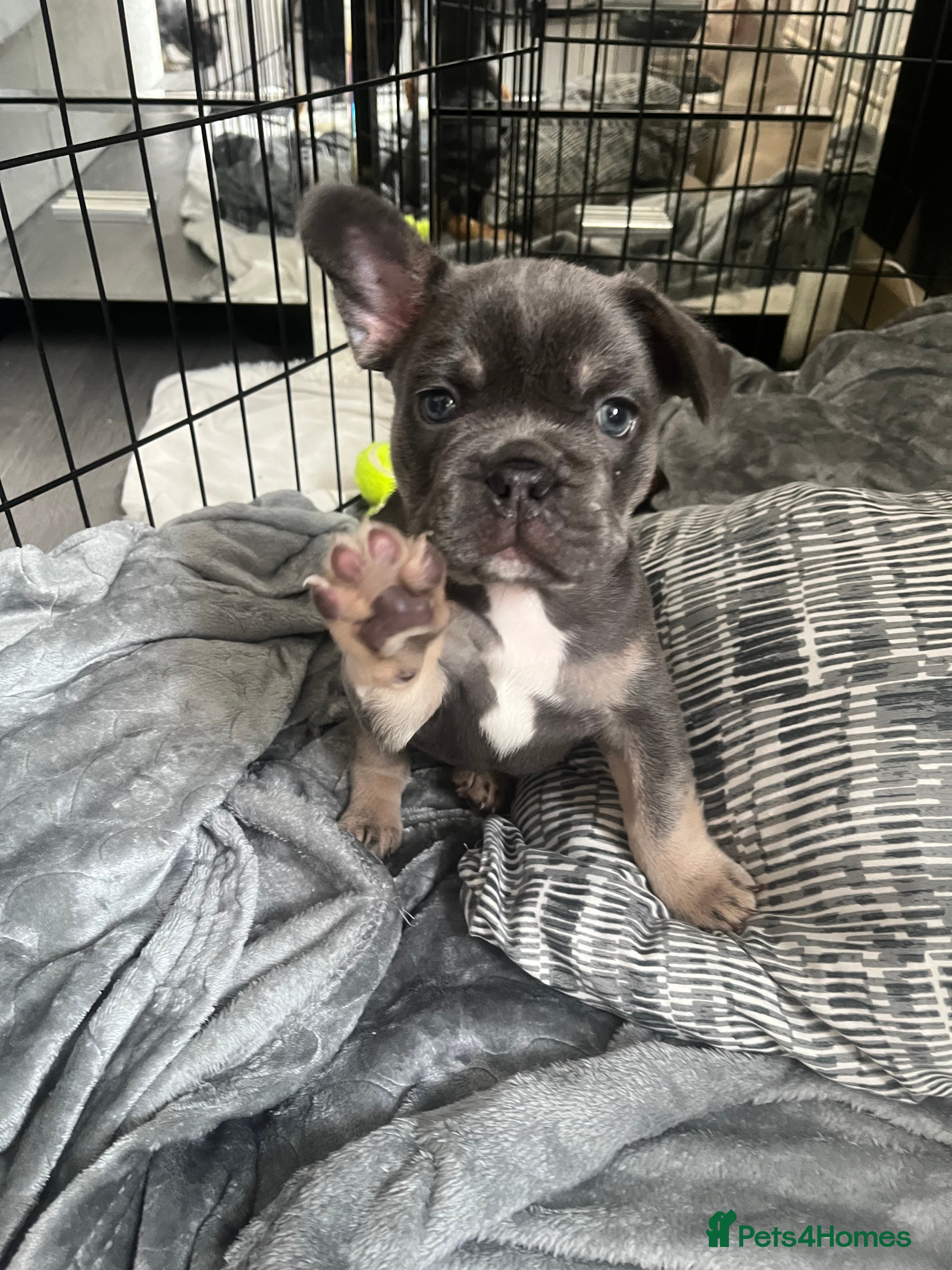 French Bulldog dogs London’s French Bulldog Puppies 🏴󠁧󠁢󠁥󠁮󠁧󠁿 - Advert 19