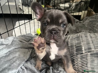 French Bulldog dogs London’s French Bulldog Puppies 🏴 - Advert 19
