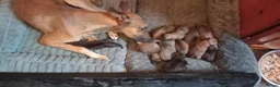 Mixed Breed dogs for sale: Belgium malinois shepherd cross lurcher pups  in Gateshead - Advert 3