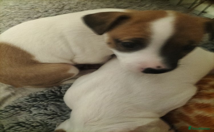 Mixed Breed dogs - Advert 5