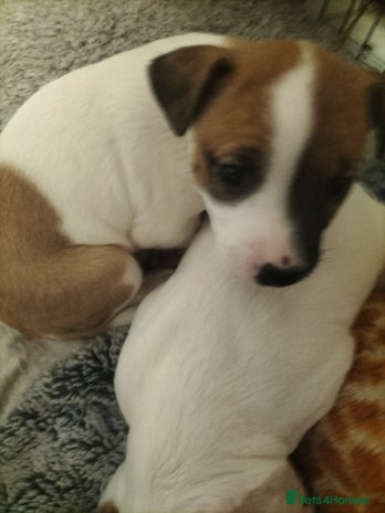 Mixed Breed dogs - Advert 5