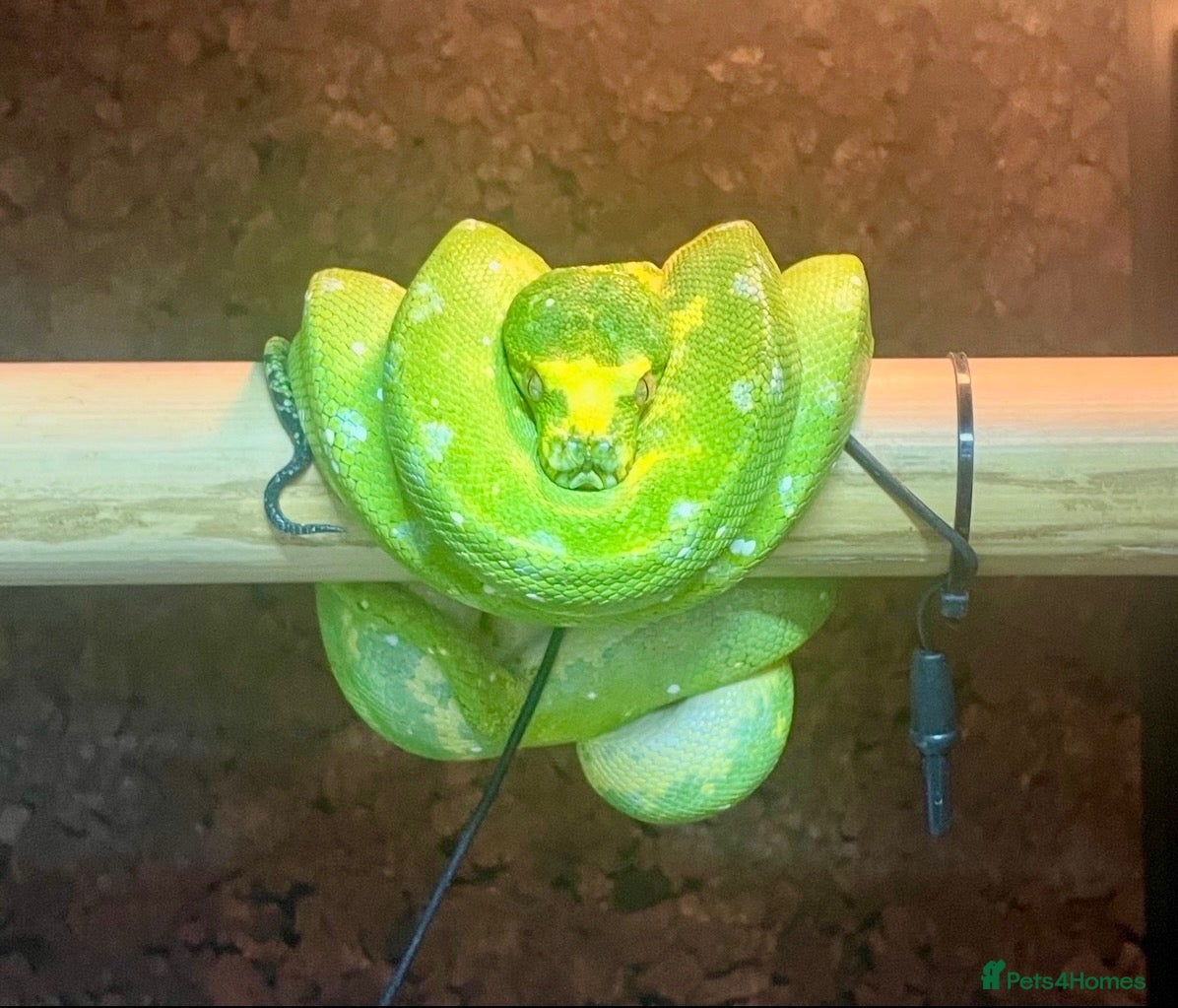 Python Snake reptiles Female Biak Green Tree Python - Advert 1
