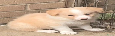 Gold and White Male. Puppy 2