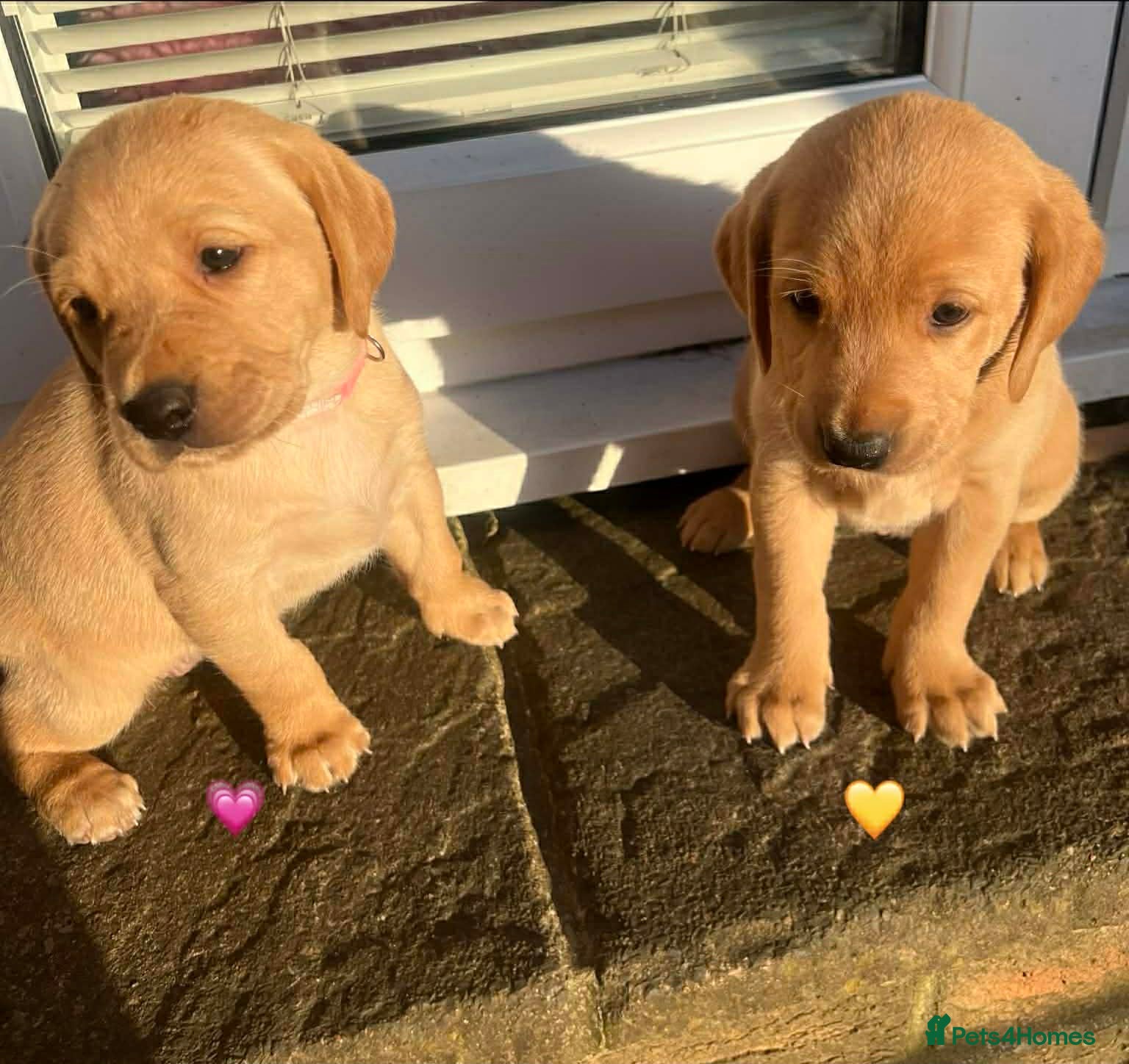 Labrador Retriever dogs **Outstanding Yellow Labs, 2 Girls available** - Advert 1