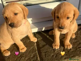 Labrador Retriever dogs **Outstanding Yellow Labs, 2 Girls available** - Advert 1