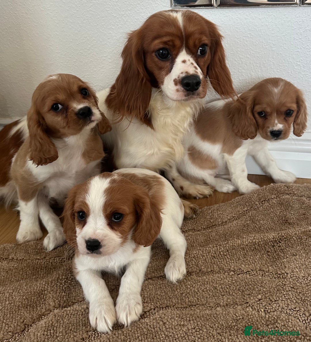 Cavalier King Charles Spaniel dogs for sale: Cavalier King Charles puppies Blenheim ready now  - Advert 3
