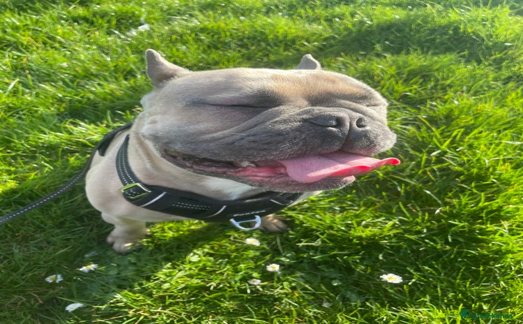 French Bulldog dogs - Advert 1