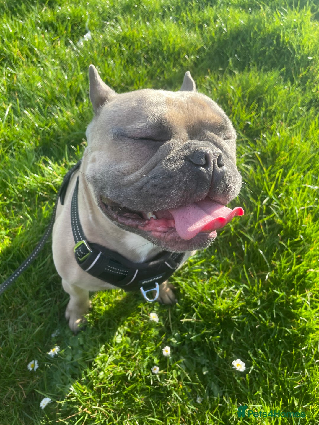 French Bulldog dogs for sale: 3 years old male frenchie  - Image 1