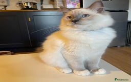 Ragdoll cats for sale: Ragdoll kittens ready now  !💞  - Image 21