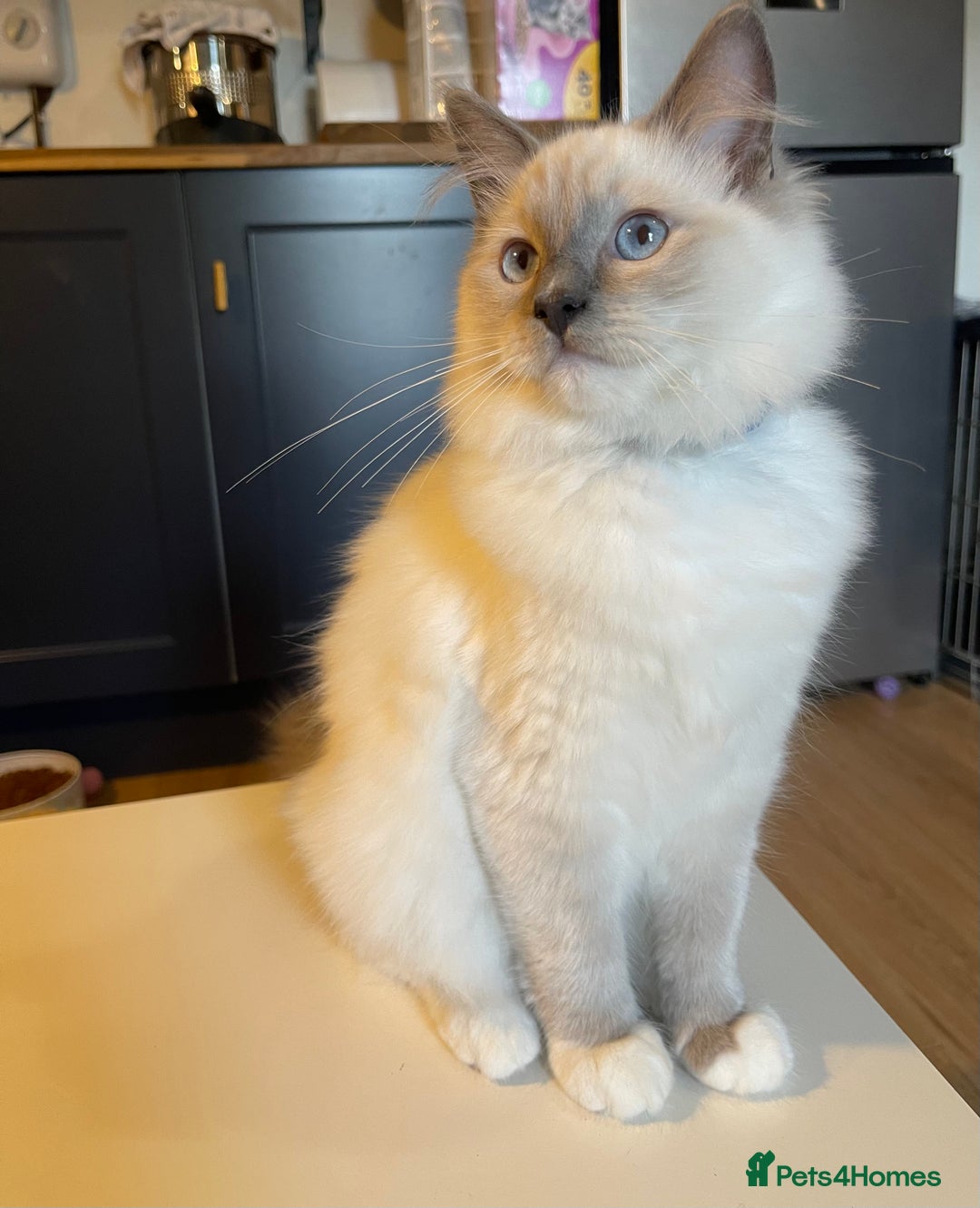 Ragdoll cats for sale: Ragdoll kittens ready now  !💞  - Image 21