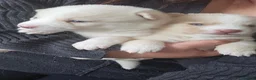 Pomsky dogs for sale: Pomsky Litter  - Advert 30