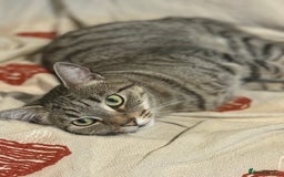 Bengal cats for sale: 🐾 BeautifulBengal Cat for Sale — Meet Cricket 🐾 - Image 12