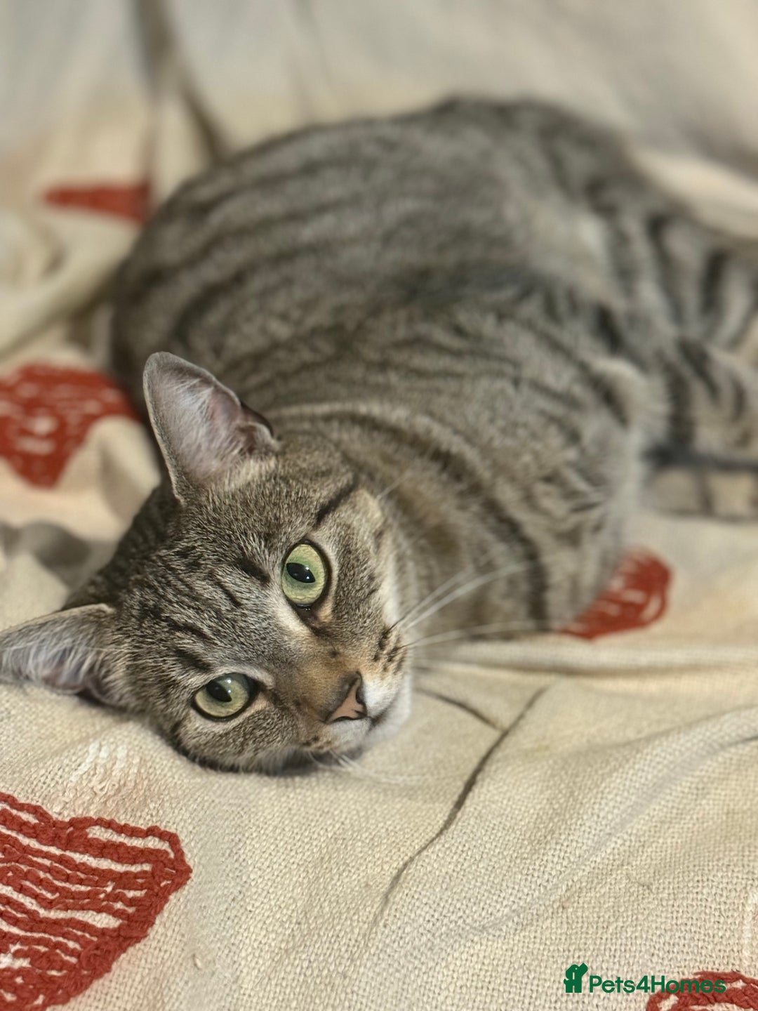 Bengal cats for sale: 🐾 BeautifulBengal Cat for Sale — Meet Cricket 🐾 - Image 12