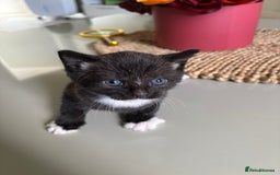 Domestic Shorthair cats for sale: Very cuddly kitten  - Image 4