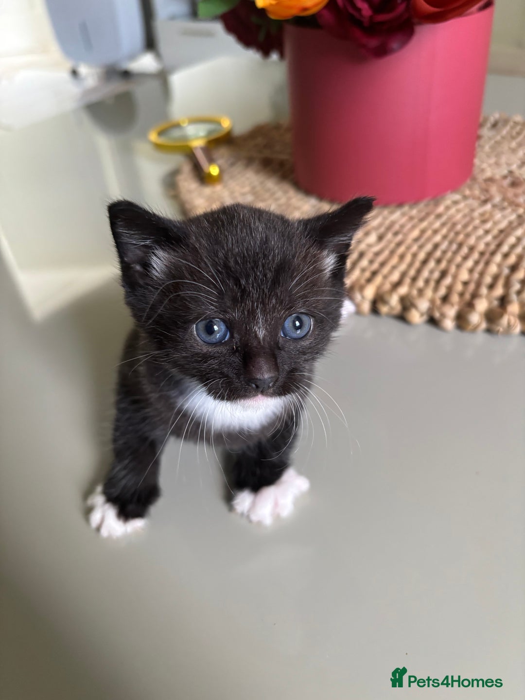 Domestic Shorthair cats for sale: Very cuddly kitten  - Image 4