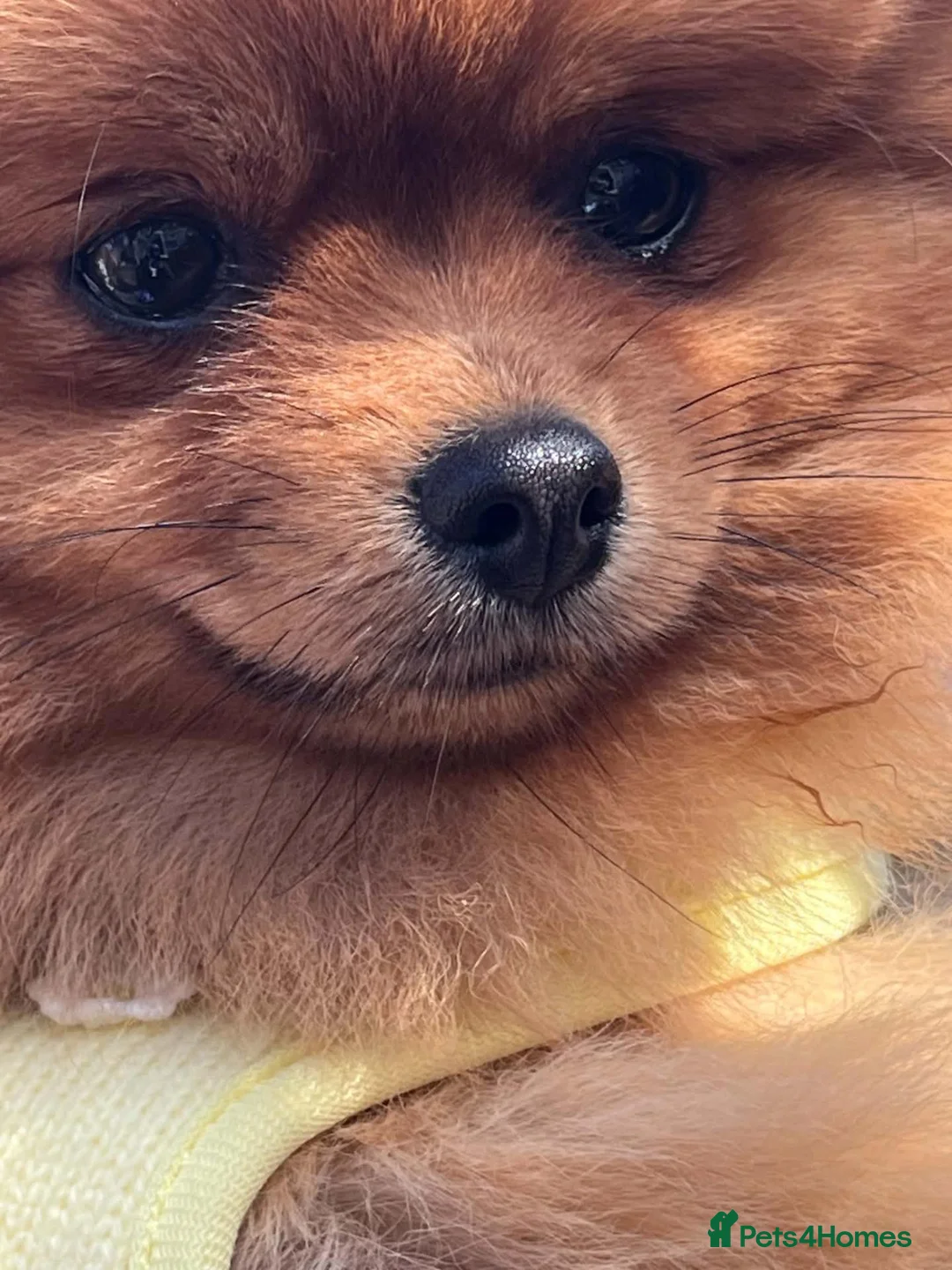 Pomeranian dogs for sale: Stunning pomeranian female  - Advert 2