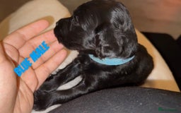 Cocker Spaniel dogs for sale: COCKER SPANIEL PUPPIES  - Image 4