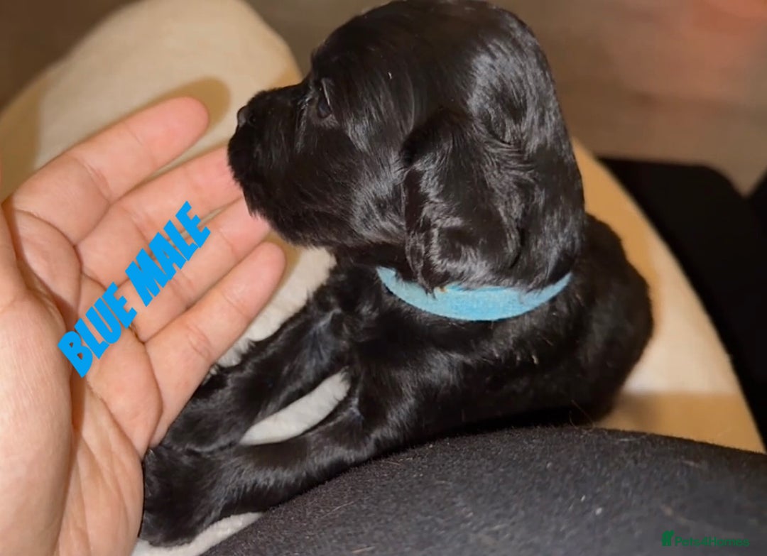 Cocker Spaniel dogs for sale: COCKER SPANIEL PUPPIES  - Image 4