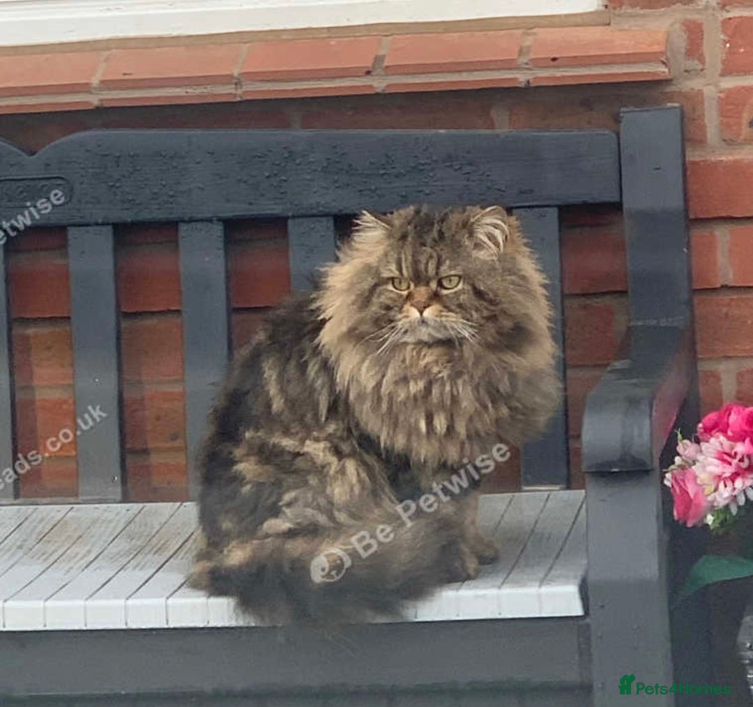 Mixed Breed cats for sale: Beautiful kittens available  - Image 17
