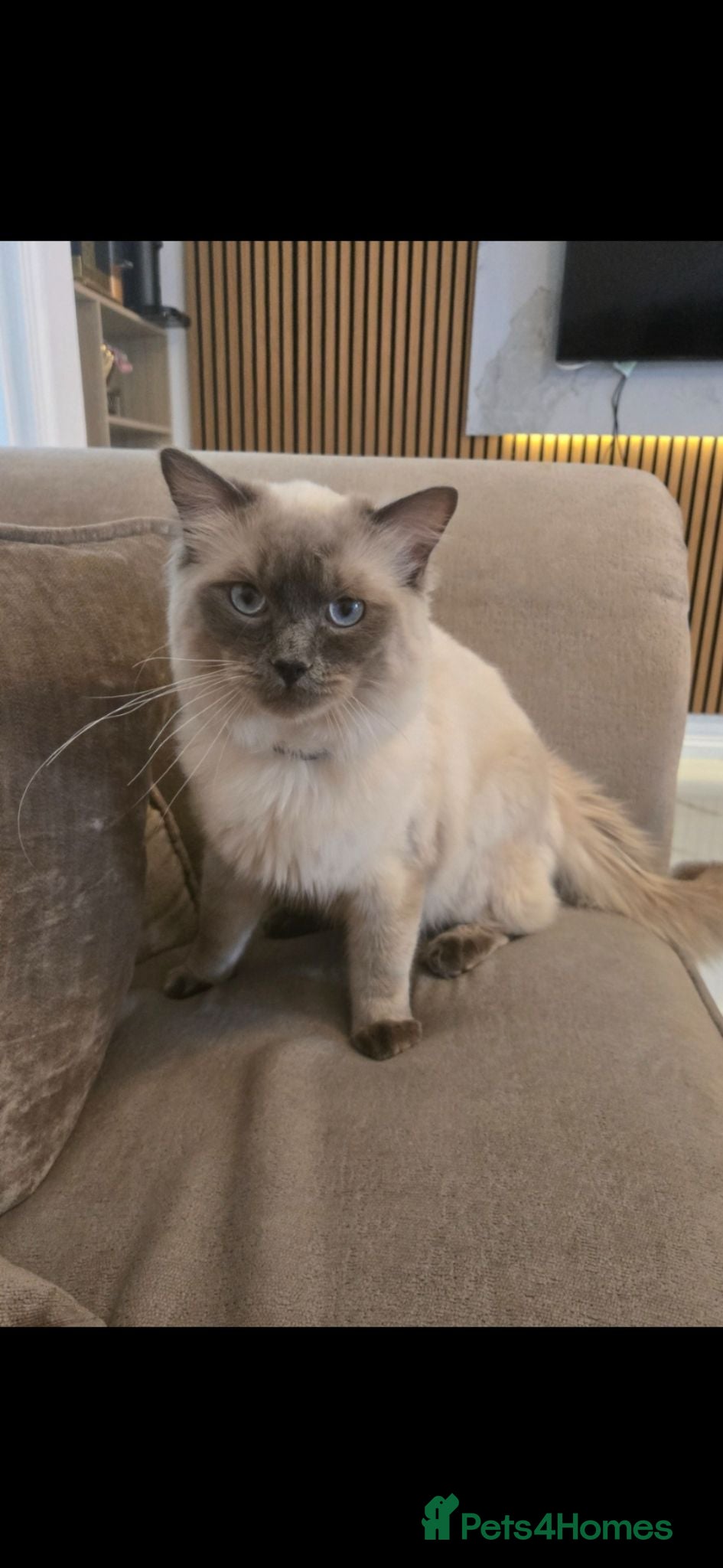Ragdoll cats Beautiful Male Pure Ragdoll - Advert 6
