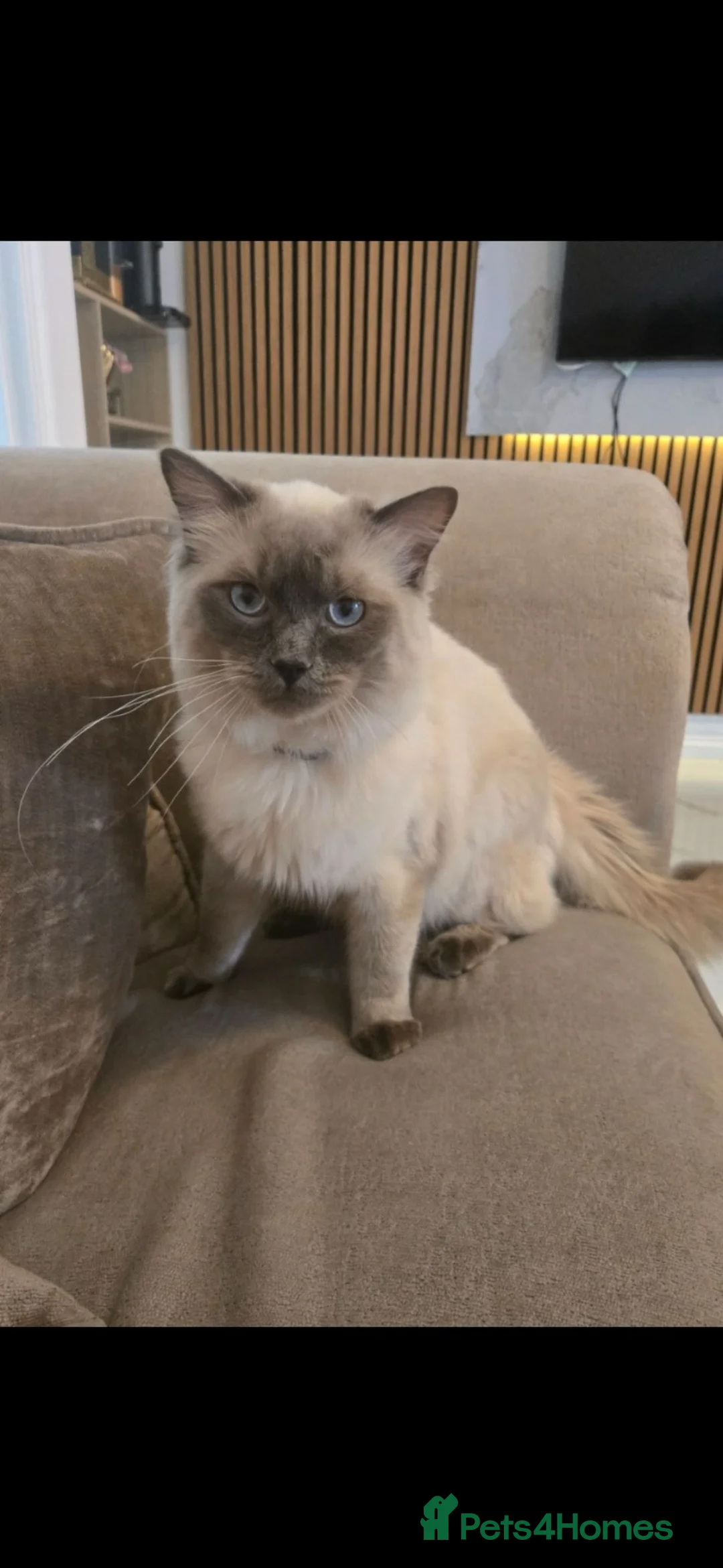 Ragdoll cats for sale: Beautiful Male Pure Ragdoll - Advert 1