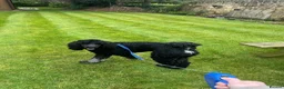 Standard Poodle dogs for stud: FOR STUD NOT SALE! - Advert 4