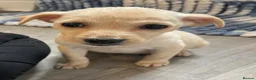 Mixed Breed dogs for sale: whipadore pups  in Newark - Advert 5