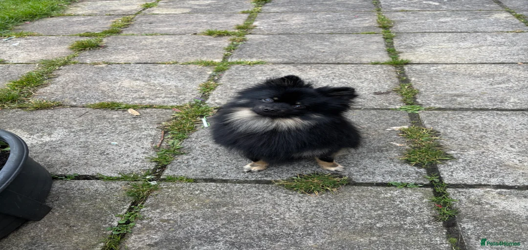 Gallery Image {{count}}